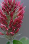 Crimson clover